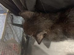 -派美特宠物医院·核磁CT·骨科肿瘤·疑难转诊(沈农禾丰店)