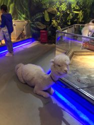 -未来动物城动物主题公园(大悦城店)