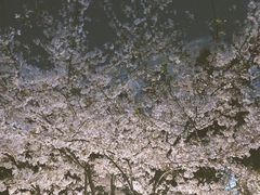 -武汉大学-樱园