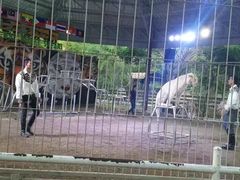 -清迈夜间动物园