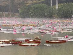 -中国科学院西双版纳热带植物园