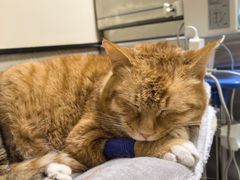 -爱派特动物医院·全科诊疗中心