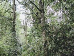 -云南屏边大围山国家公园