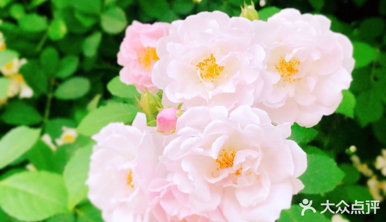 小众风光/绝美月季花墙