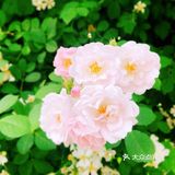 小众风光/绝美月季花墙