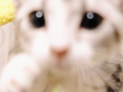 -欣宠猫屋·矮脚拿破仑·蓝金金渐层