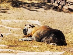 -沈阳森林动物园