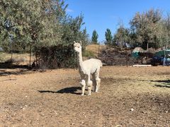 -亿利库布其七星湖沙漠生态旅游区