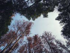 -上海共青森林公园