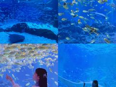 -海合安成都极地海洋公园