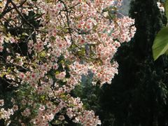 -舒家湾天主教堂