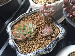 -黄记煌三汁焖锅(新世纪广场店)