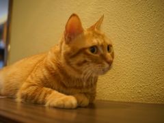 -more than meow吴止猫主题餐厅(承德 中船汇店)