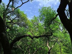 -番禺大夫山森林公园