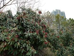 -美兰湖景区
