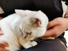 -lincat·猫舍(广州店)