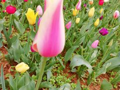 -洛阳郁金香牡丹园