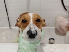 -熊小胖宠物生活馆(天华园店)