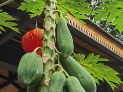-中国科学院西双版纳热带植物园