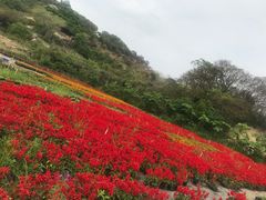 -丹樱生态园