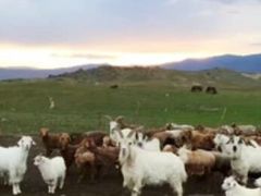 -新疆天山野生动物园