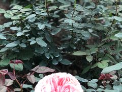 -人民公园(罗湖区)