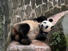 -都江堰中华大熊猫苑