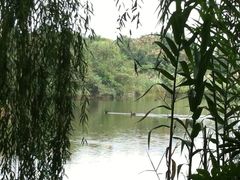iphone_upload_pic-成都大熊猫繁育研究基地