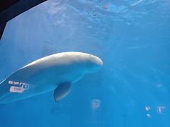 -海合安成都极地海洋公园