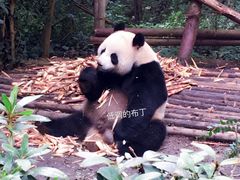国宝-成都大熊猫繁育研究基地
