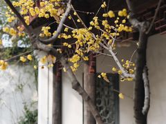 -香雪海