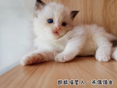 -十年猫舍·猫咪专门店(普陀店)