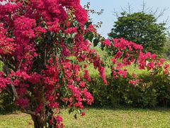 -中国科学院西双版纳热带植物园