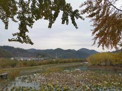 -千年银杏谷文化旅游区