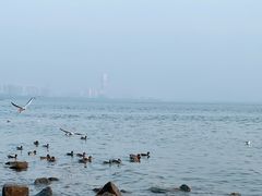 -深圳湾公园(南山区)