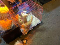 -中环花鸟鱼虫市场