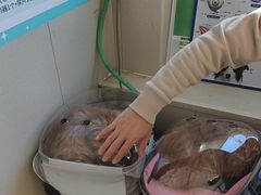 -瑞派宠物医院·犬猫全科·猫友好(宾水西道店)