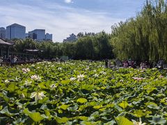 -莲花池公园