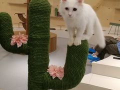 -飞行喵MR PILOT|猫舍·猫咖(静安大融城店)
