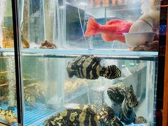 -海派悦庭·海胆烧麦·新融合菜(凯德广场店)