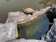 -深圳仙湖植物园