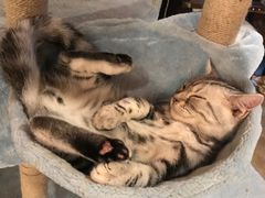 -共舞时光猫咖·狗咖(新街口店)