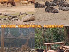 -广州长隆野生动物世界