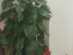 -张钰强中医正骨推拿连锁(唐家人才公寓店)