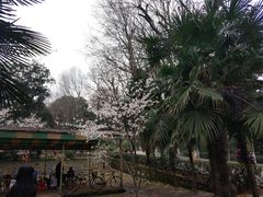 -武汉大学-樱园