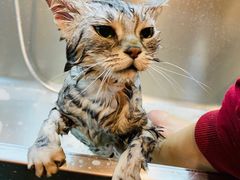 -PETKIT小佩宠物·低压洗护(国顺东路店)