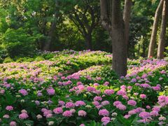 -上海共青森林公园