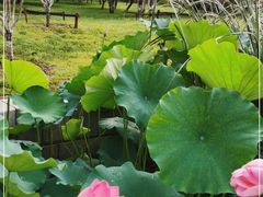 -莲花池公园