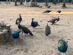-秦皇岛野生动物园