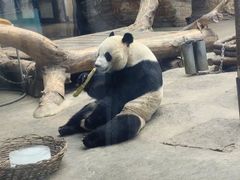 -石家庄市动物园